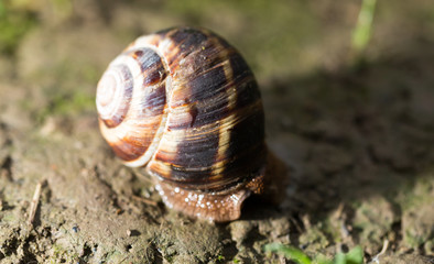 snail on the ground in nature