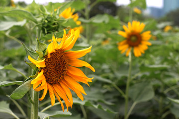 Sunflowers in Chatuchak Park, Bangkok, Thailand.
