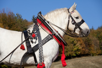 Portrait of nice percheron horse