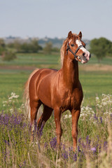 Fototapeta premium Portrait of nice welsh pony