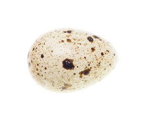 quail egg on a white background
