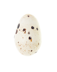 quail egg on a white background