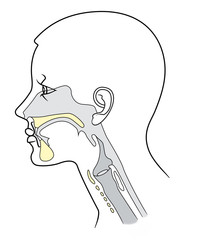 The structure of the nasopharynx, The structure of the nasopharynx in section on a white background