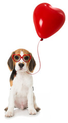 Beagle Welpe mit Herzluftballon