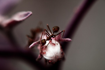 An ant crawls along a dried bud.