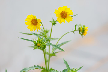 Three flowering yellow chrysanthemum coronarium