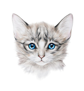 Pencil drawing of a grey kitten