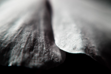 Macro of two flower petals.
