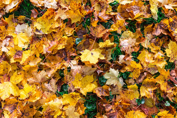 Red and Orange Autumn Leaves Background