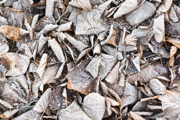 herbstlaub0312b