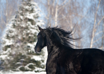 Fototapeta na wymiar black horse portrait with big fur behind