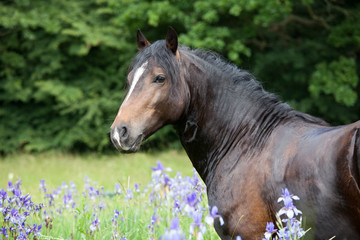 Fototapeta premium Portrait of nice welsh pony in blooming meadow