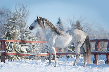 Fototapeta premium andalusian horse posing in winter paddock