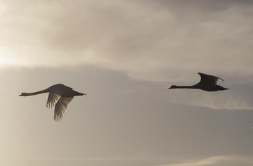 Pair of swans in flight Bedfordshire England UK