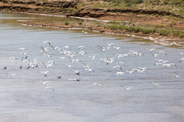 flock of gulls on the river