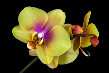 Yellow-pink orchid