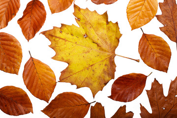 Dried leaves background