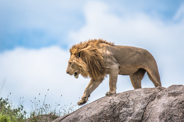 The king of the jungle, lion moving on a rocky outcrop, Serengeti, Tanzania, Africa - Powered by Adobe
