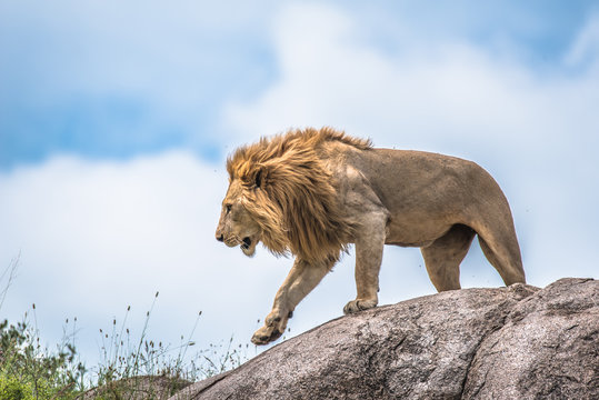 The king of the jungle, lion moving on a rocky outcrop, Serengeti, Tanzania, Africa