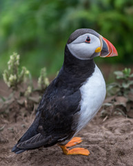 Puffins / Papapageitaucher auf Skomer Island  in Wales UK