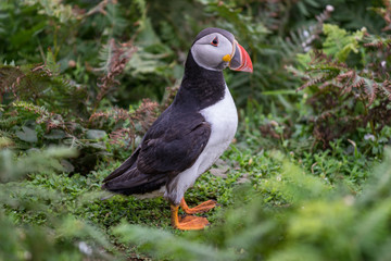 Puffins / Papapageitaucher auf Skomer Island  in Wales UK