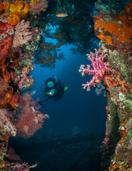Fototapeta na wymiar Woman diver amongst the soft corals on the wreck of the Liberty, Tulamben, Bali