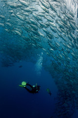 Diver in a cloud of Trevally jacks, Tulamben, Bali