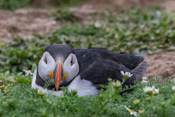 Puffins / Papageitaucher auf Skomer Island  in Wales UK