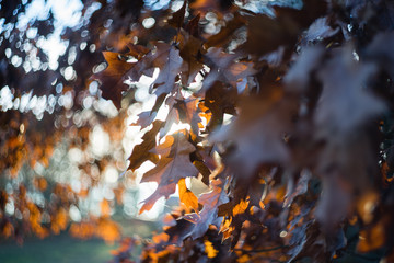 Autumn leaves, sunset