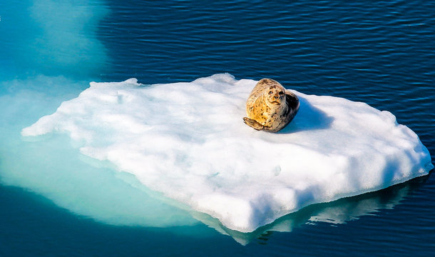 Seal on Iceberg 
