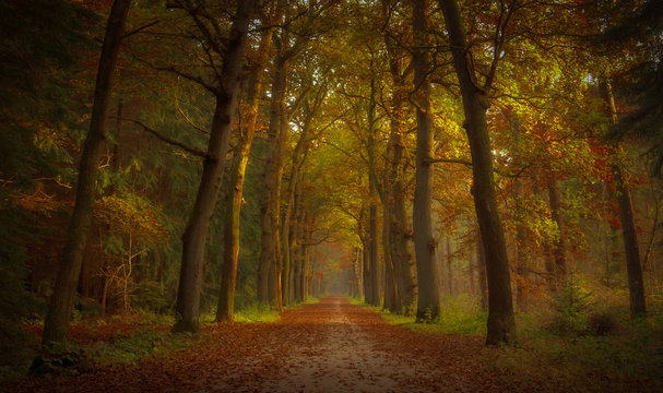 Asser bos