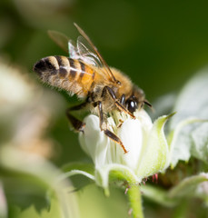 bee on a flower. macro
