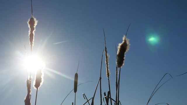 cattail grass silhouetted against the blue sky winter landscape nature