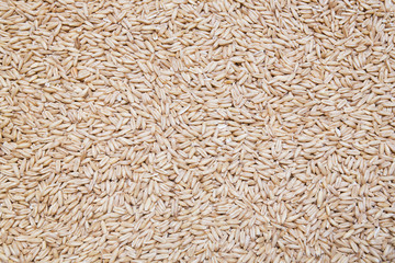 Oats background, texture