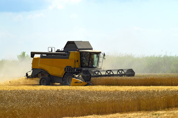 Kombain collects on the wheat crop. Agricultural machinery in the field.