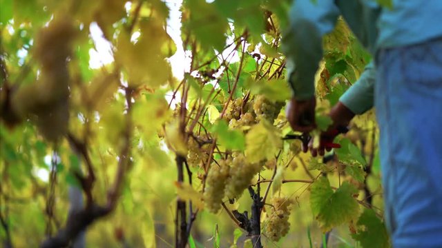 Detail of Handmade grape harvest on the Tuscan hills.