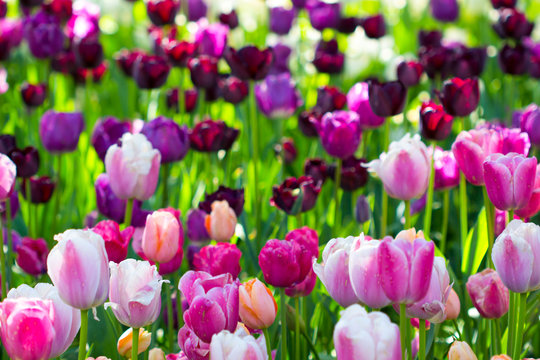 Tulips flowers background / Blurred Image Tulips  flowers background