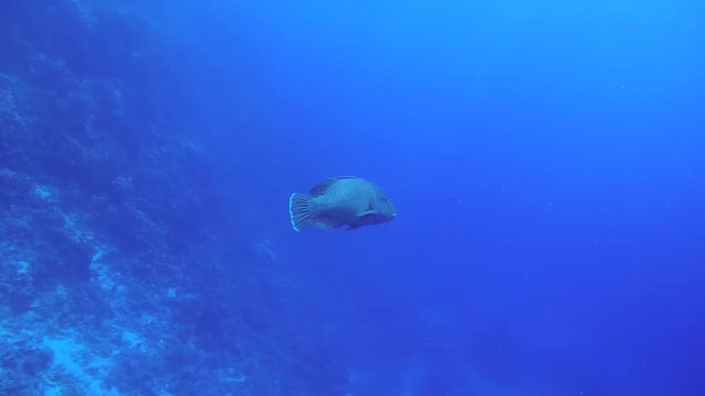  Young Napoleonfish or Maori wrasse (Cheilinus undulatus) swimming in blue water, Red sea, Sharm El Sheikh, Sinai Peninsula, Egypt
 