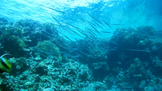 A large school of Trumpetfish or Stickfish (Aulostomus chinensis) hangs above the water surface, Red sea, Sharm El Sheikh, Sinai Peninsula, Egypt
