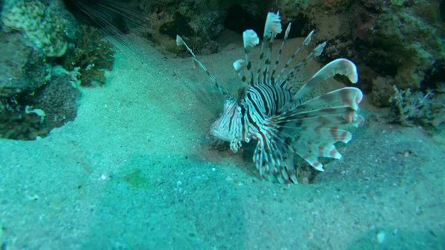 Red lionfish (Pterois volitans) is above the sand near the coral reef
