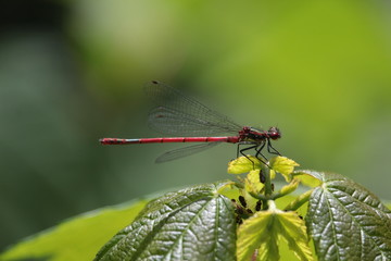 Liebelle auf dem Blatt