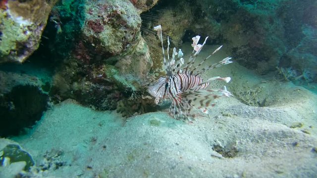 Red lionfish (Pterois volitans) is above the sand near the coral reef
