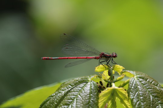 Liebelle auf dem Blatt