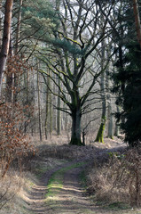 Leśna droga. © konik60