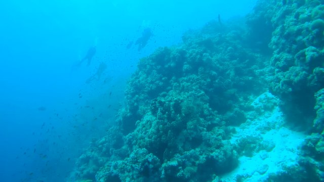 group scubadivers swims near coral reef in a school of fish, Red sea, Sharm El Sheikh, Sinai Peninsula, Egypt
