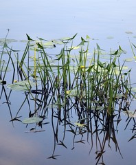 arrowhead, plant reflected in water