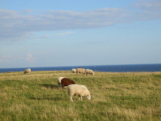 Schafherde an der Ostsee