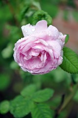 red rose