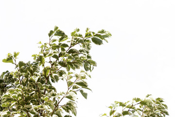 group of green leaf and sky,cloud and blue sky,green leaf from garden,green leaf make oxygen,copy space.