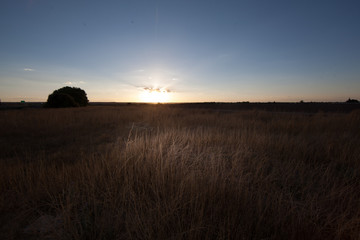 Sunset Field